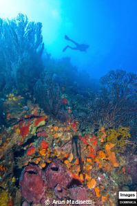 Hanging out on the reef. 
Craters edge, where Atlantic m... by Arun Madisetti 